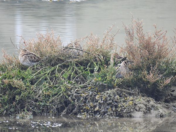 Istingor arrunta  - Juana Oyanguren