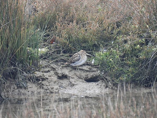 Istingor arrunta  - Juana Oyanguren