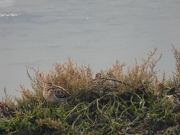 Istingor arrunta  - Juana Oyanguren