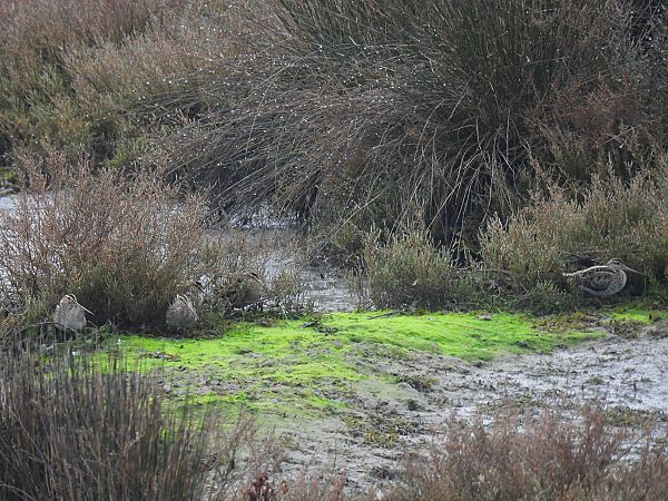 Istingor arrunta  - Juana Oyanguren