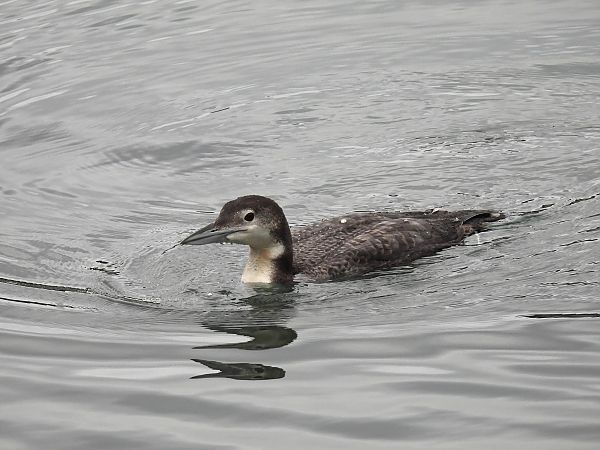 Aliota handia  - Juana Oyanguren