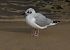 Bonaparte's Gull (Chroicocephalus philadelphia) © Alfredo Valiente