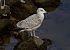 European Herring Gull (Larus argentatus) © Alfredo Valiente