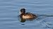 Tufted Duck (Aythya fuligula) © Kepa Aldama