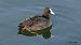 Eurasian Coot (Fulica atra) © Kepa Aldama