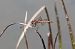 Sympetrum striolatum © Isabel Garnika