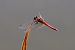 Red-veined Darter (Sympetrum fonscolombii) © Isabel Garnika