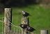 Common Starling  - Juana Oyanguren