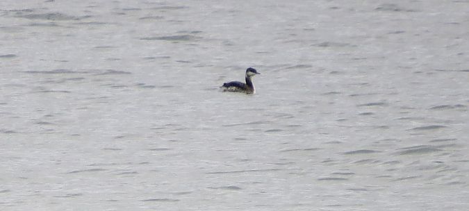 Txilinporta urrebelarria  - Iñigo Navas