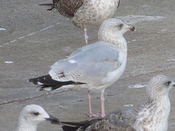 Kaio hauskara  - Serafín Alarcón