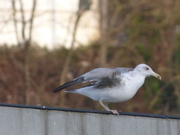 Larus cachinnans  - Serafín Alarcón