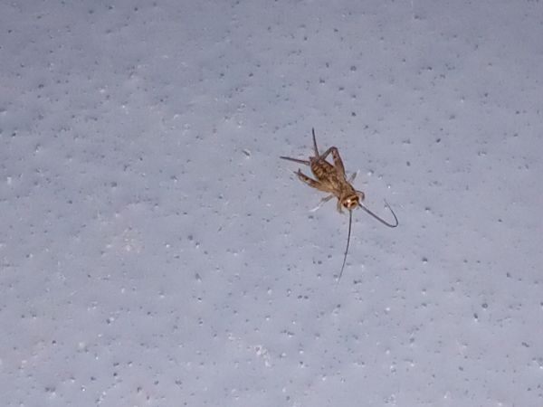 Gryllidae sp.  - Serafín Alarcón