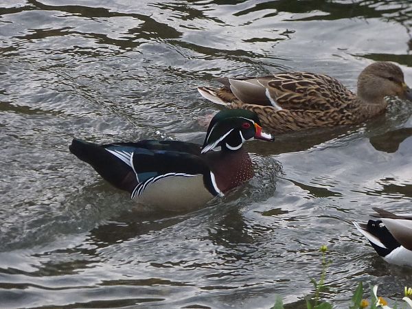Ahate karolinarra  - Serafín Alarcón
