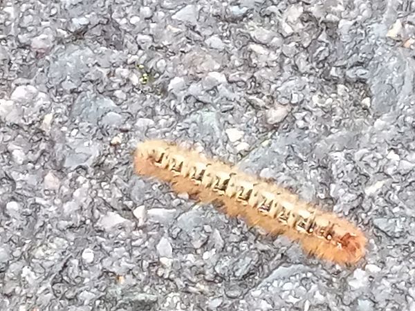 Lasiocampa quercus  - Serafín Alarcón