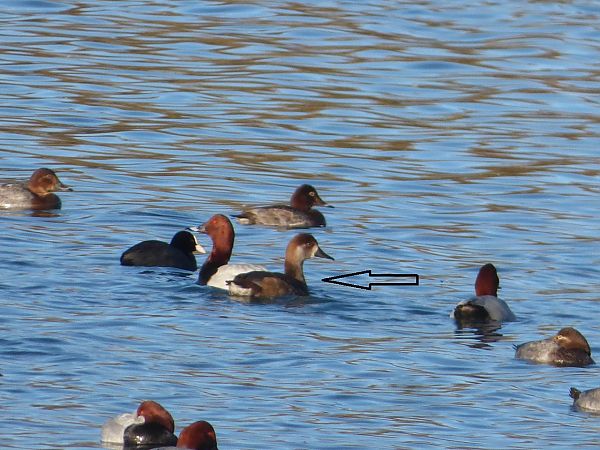 Anas sp.  - Serafín Alarcón