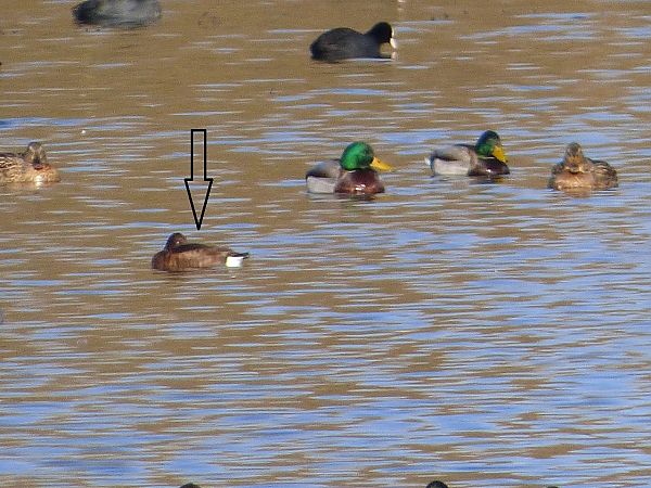 Murgilari arrea  - Serafín Alarcón