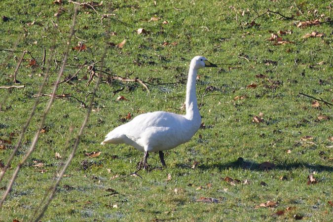 Beltxarga oihularia  - Joseba Amenabar