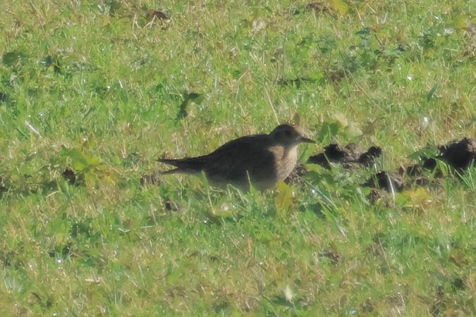 Urre-txirri arrunta  - Joseba Amenabar
