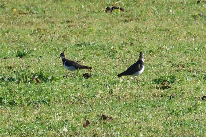Hegabera  - Joseba Amenabar