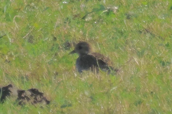 Urre-txirri arrunta  - Joseba Amenabar