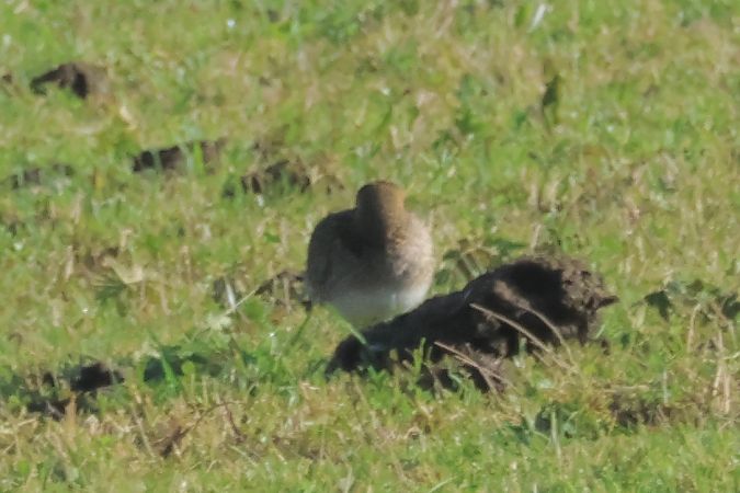 Urre-txirri arrunta  - Joseba Amenabar