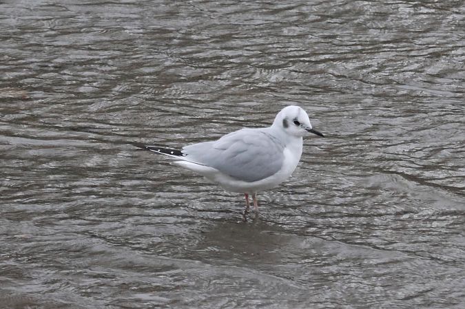 Chroicocephalus philadelphia  - Joseba Amenabar