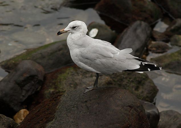 Ichthyaetus audouinii  - Alfredo Valiente