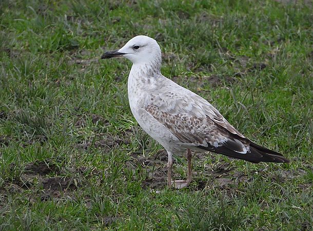 Larus cachinnans  - Alfredo Valiente