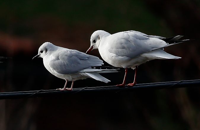 Chroicocephalus philadelphia  - Alfredo Valiente