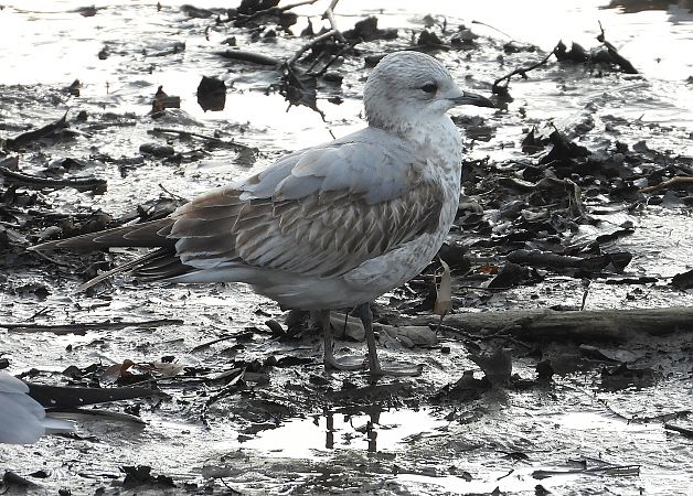 Kaio mokohoria  - Alfredo Valiente