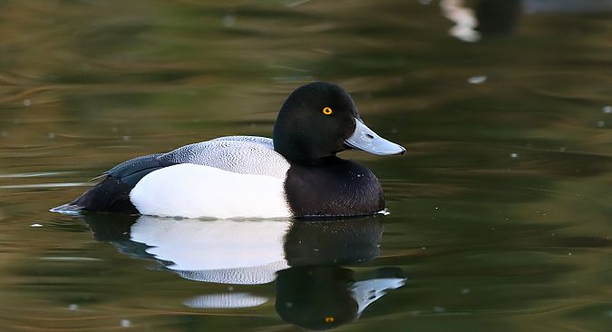 Murgilari handia  - David Santamaría