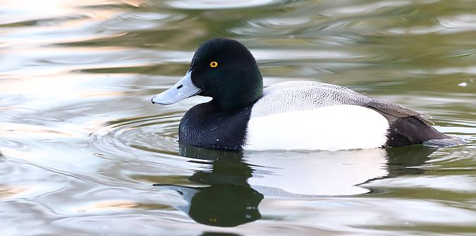 Murgilari handia  - David Santamaría