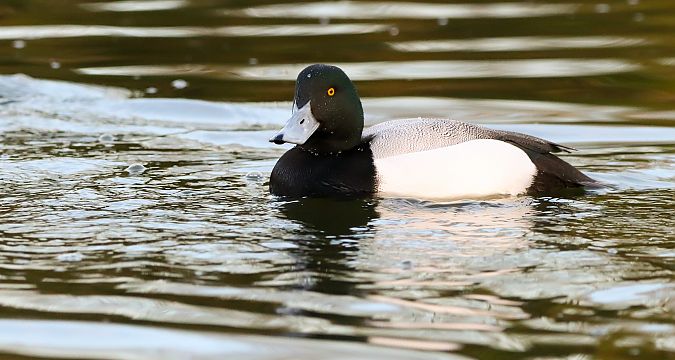 Murgilari handia  - David Santamaría