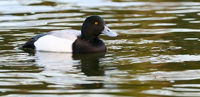 Murgilari handia  - David Santamaría