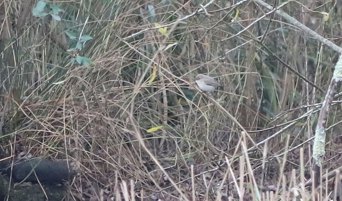 Txio arrunt siberiarra  - David Santamaría