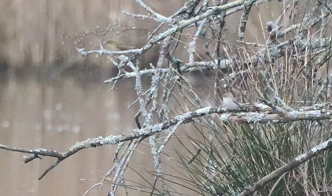Txio arrunt siberiarra  - David Santamaría