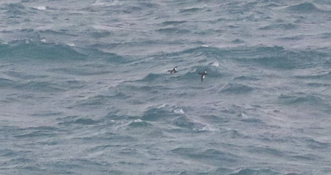 Ahatebeltz hegazuri europarra  - David Santamaría