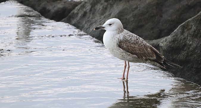 Larus cachinnans  - David Santamaría