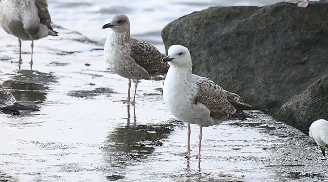 Larus cachinnans  - David Santamaría