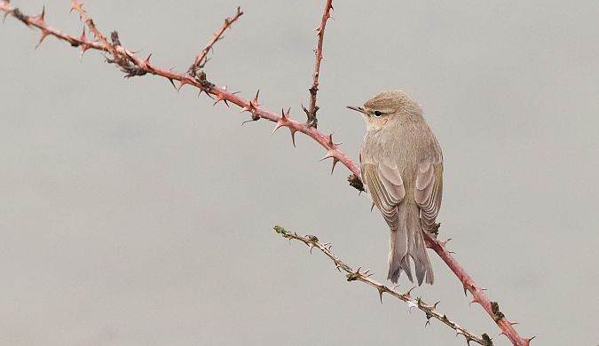 Txio arrunt siberiarra  - David Santamaría