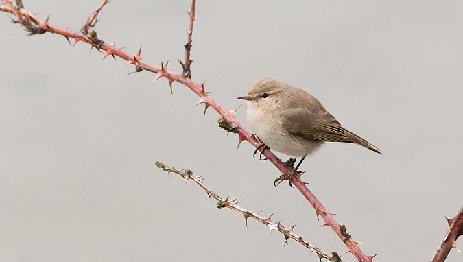Txio arrunt siberiarra  - David Santamaría