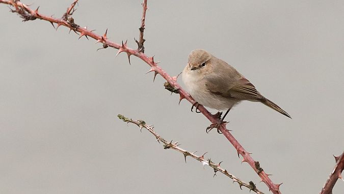 Txio arrunt siberiarra  - David Santamaría