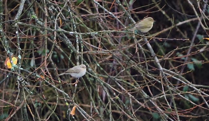 Txio arrunt siberiarra  - David Santamaría