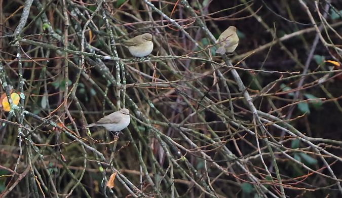 Txio arrunt siberiarra  - David Santamaría