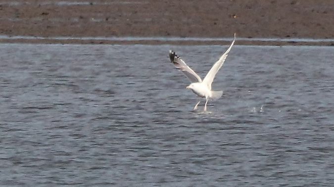 Larus cachinnans  - David Santamaría