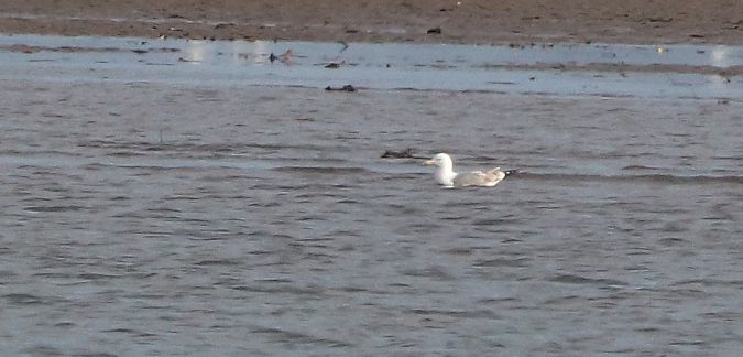 Larus cachinnans  - David Santamaría