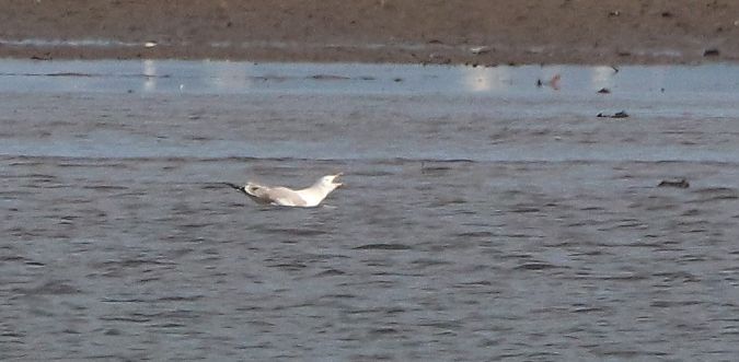 Larus cachinnans  - David Santamaría