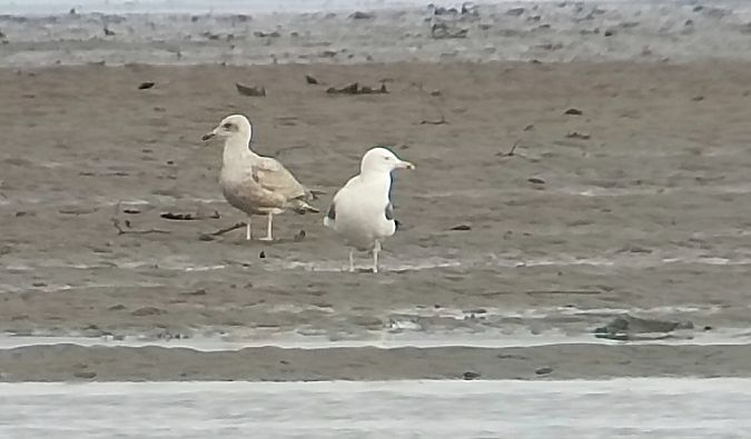 Larus cachinnans  - David Santamaría