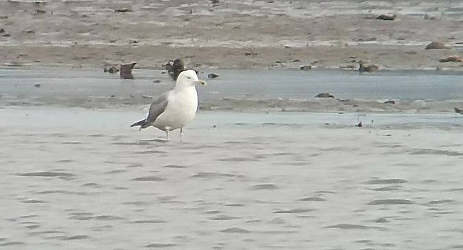 Larus cachinnans  - David Santamaría