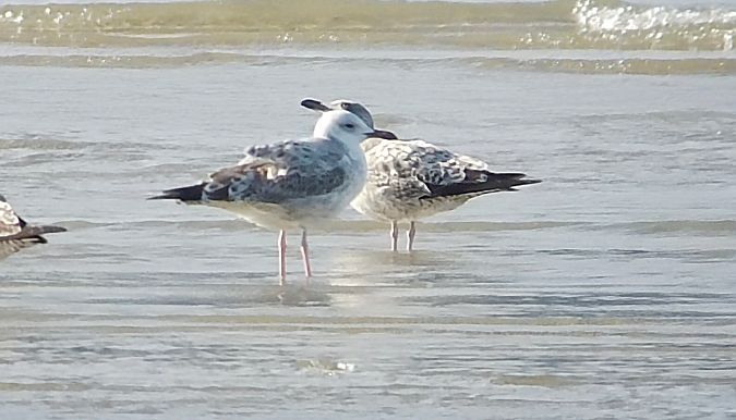 Larus cachinnans  - David Santamaría